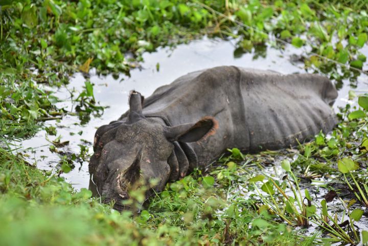 A rhino rests near NH 37 after straying out from flood-affected Kaziranga National Park, in Nagaon district of Assam ,India. Photo taken on July 18, 2020. 