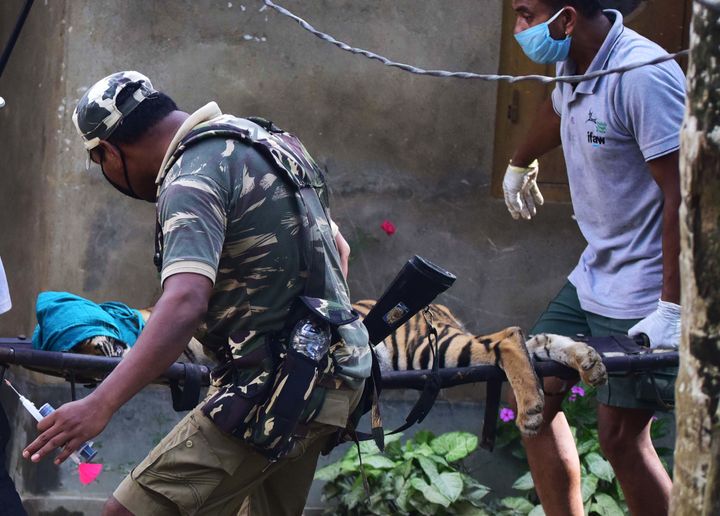 In this photograph taken on July 15, 2020, forest officials carry a tranquillized tiger on a stretcher after it strayed out from Kaziranga National Park due to flooding during monsoon rains and took shelter in a house at Baghmari village of Nagaon district in Assam State.