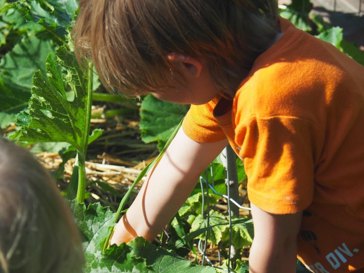 The author's child in the family garden.