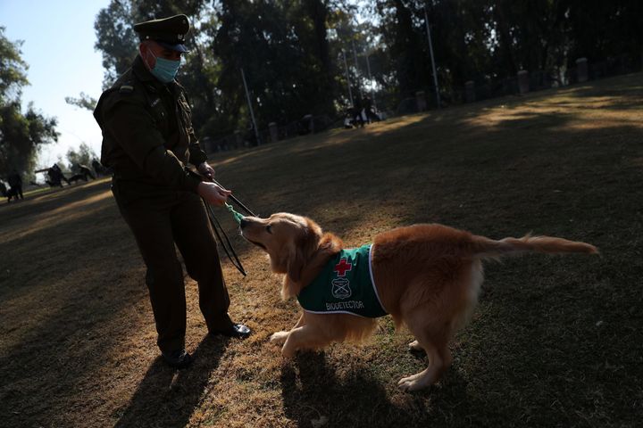 Police officer Jose Vallejos plays with golden retriever sniffing dog 'Clifford', wearing a distinctive jacket reading 'Biodetector', during a break at the training site for sniffing dogs of the Chilean police which is developing a training program to detect the coronavirus disease (COVID-19) in highly frequented places in Santiago, Chile July 28, 2020. Picture taken July 28, 2020. REUTERS/Ivan Alvarado