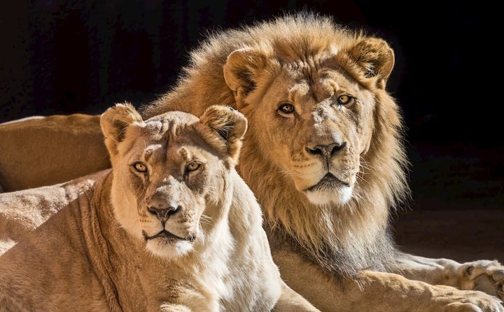Hubert (right) and Kalisa spent years as devoted companions.