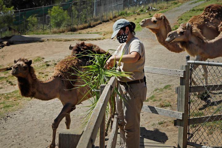 Zoo worker Alyssa Watt feeds camels at the Oakland Zoo, July 2, 2020, in Oakland, Calif.