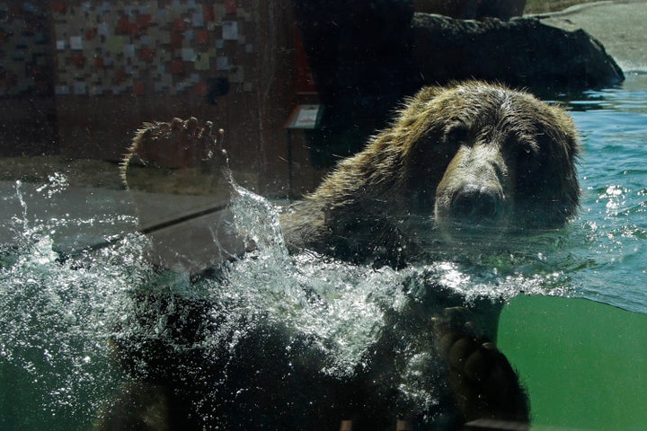 A bear swims in his habitat at the Oakland Zoo on July 2, 2020, in Oakland, Calif.