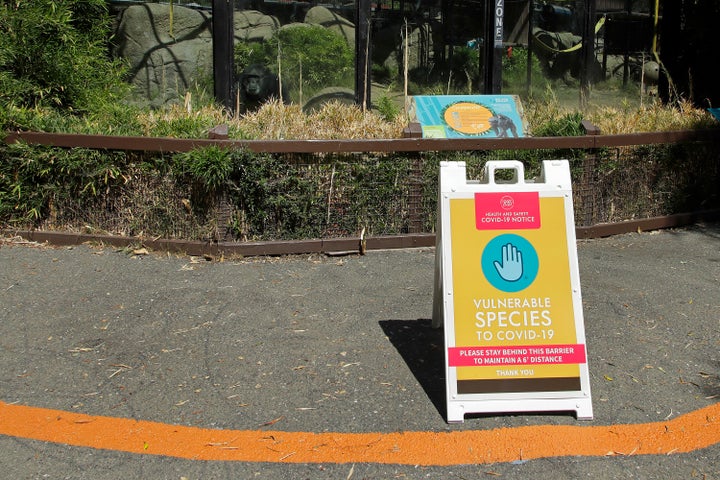 A chimpanzee peers out of enclosure behind a sign displaying the species is vulnerable to Covid-19 at the Oakland Zoo on July 2, 2020, in Oakland, Calif.