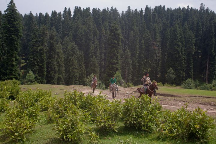 A representative image of timber smugglers in Kashmir. 