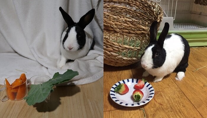 ″세상에 이렇게 맛있는 게 많은데 왜 당근을 먹어야 해?!” 랄라는 당근보다는 알팔파를, 알팔파보다는 달콤한 딸기와 사과를 좋아한다. 