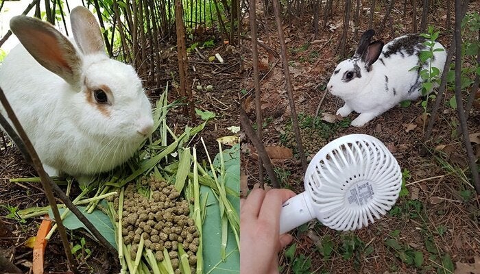 몽마르트공원의 토끼들