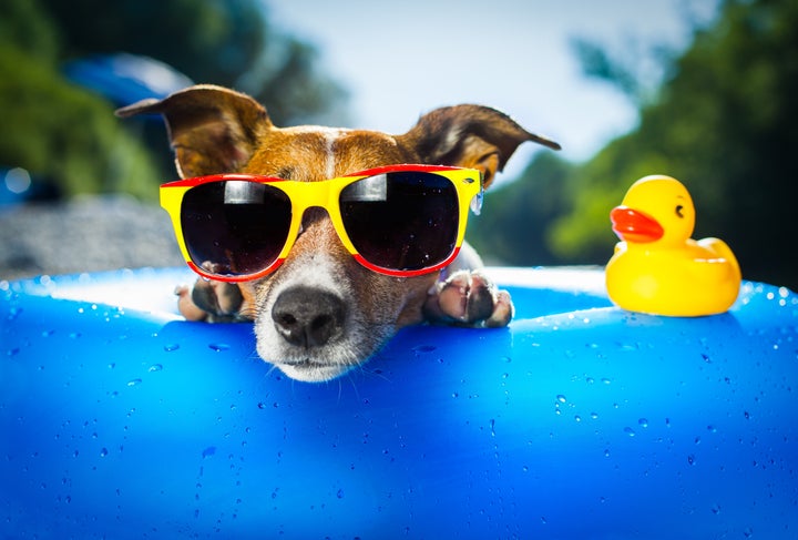 Los perros también pueden disfrutar del verano.