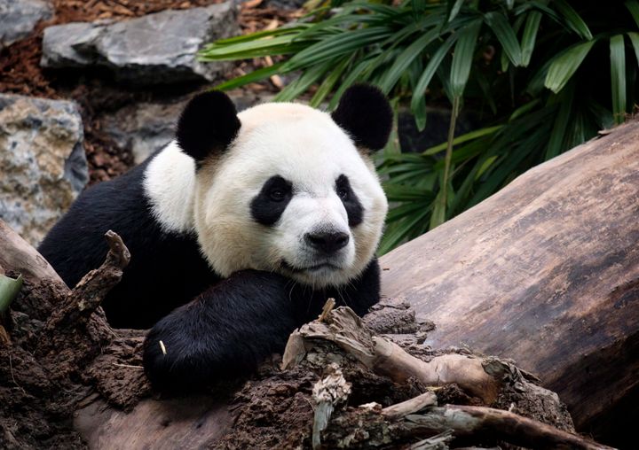 Da Mao is pictured at the Calgary Zoo during the opening of its giant panda habitat, Panda Passage, on May 7, 2018. 