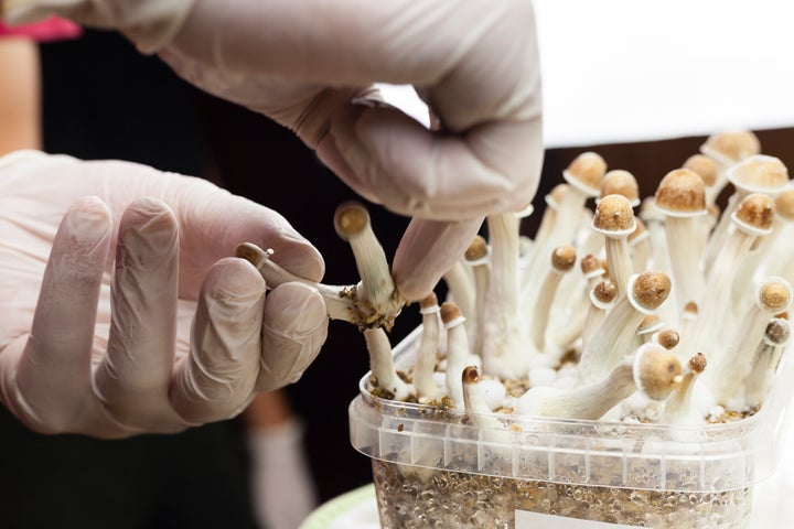 Psylocibin mushrooms collected in an isolated environment by a scientist. 