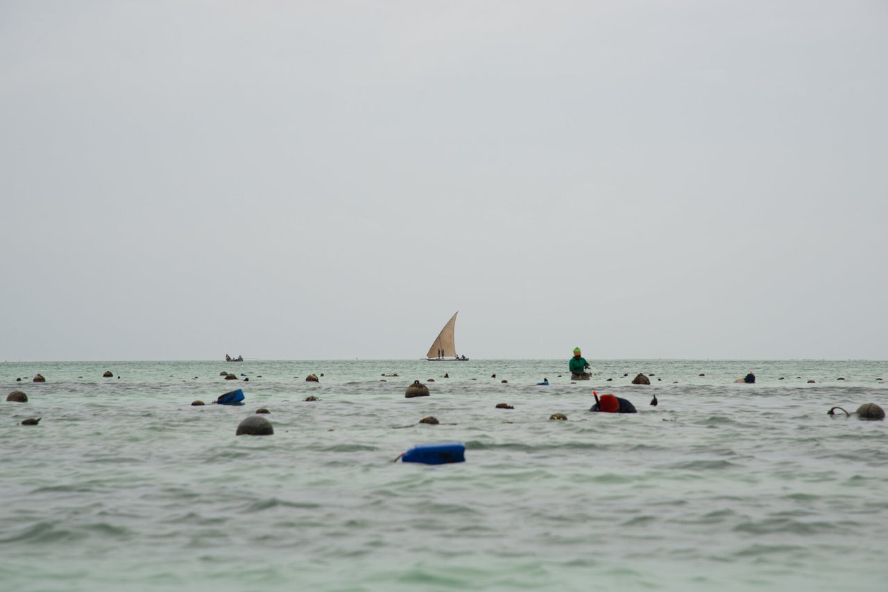 Women tend to their lines of sponges in their underwater farms as a boat sails in the background. The lines of sponges are strung between all of the floating buoys.