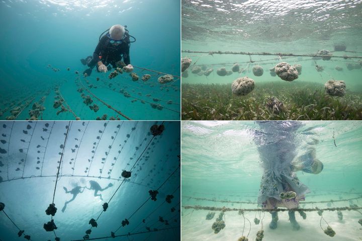 Top left: Christian Vaterlaus harvests seeds from the sponge nursery to plant in the farms. Top right: Sponges hang in a farm over a bed of seagrass. Bottom left: Divers silhouetted on the sponge nursery, which is home to 10,000 sponges. The nursery lies in deeper water near the sponge farms. Bottom right: Kazija Omar Ali tends to sponges on her farm as her kanga flows in the water.