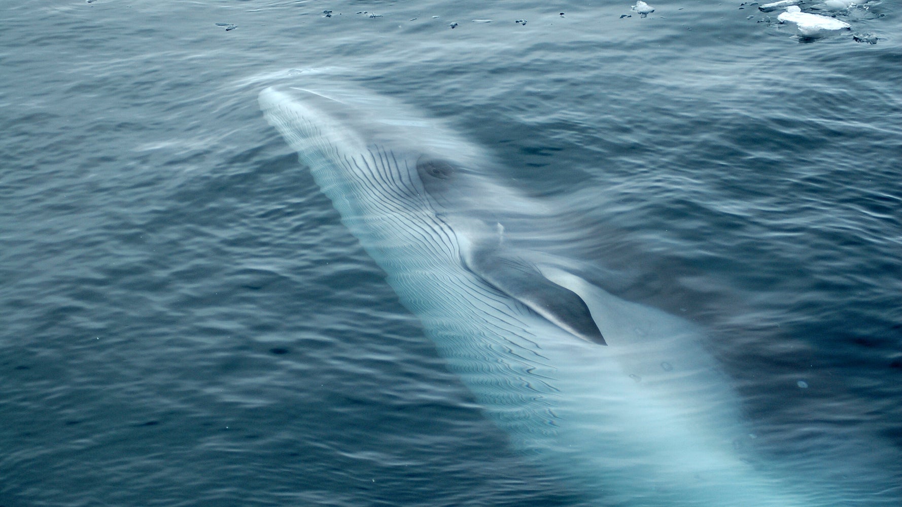 Minke Whale Crashes Into Boat, Throws Fisherman Overboard HuffPost News