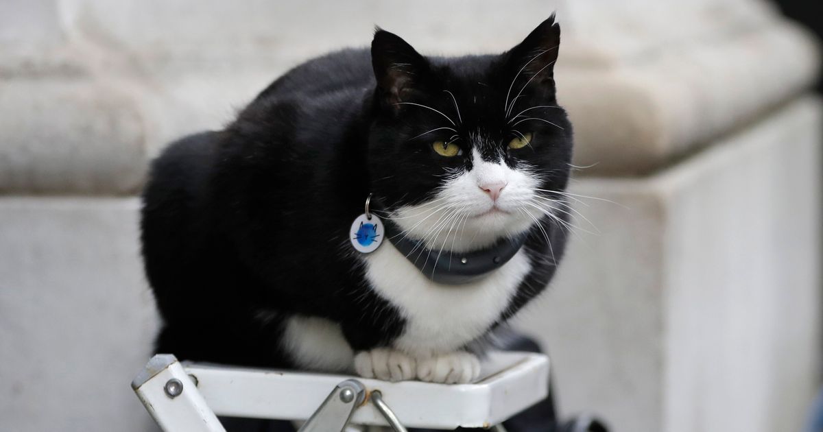 Palmerston, UK's Top Diplomatic Cat And 'Chief Mouser,' Retires