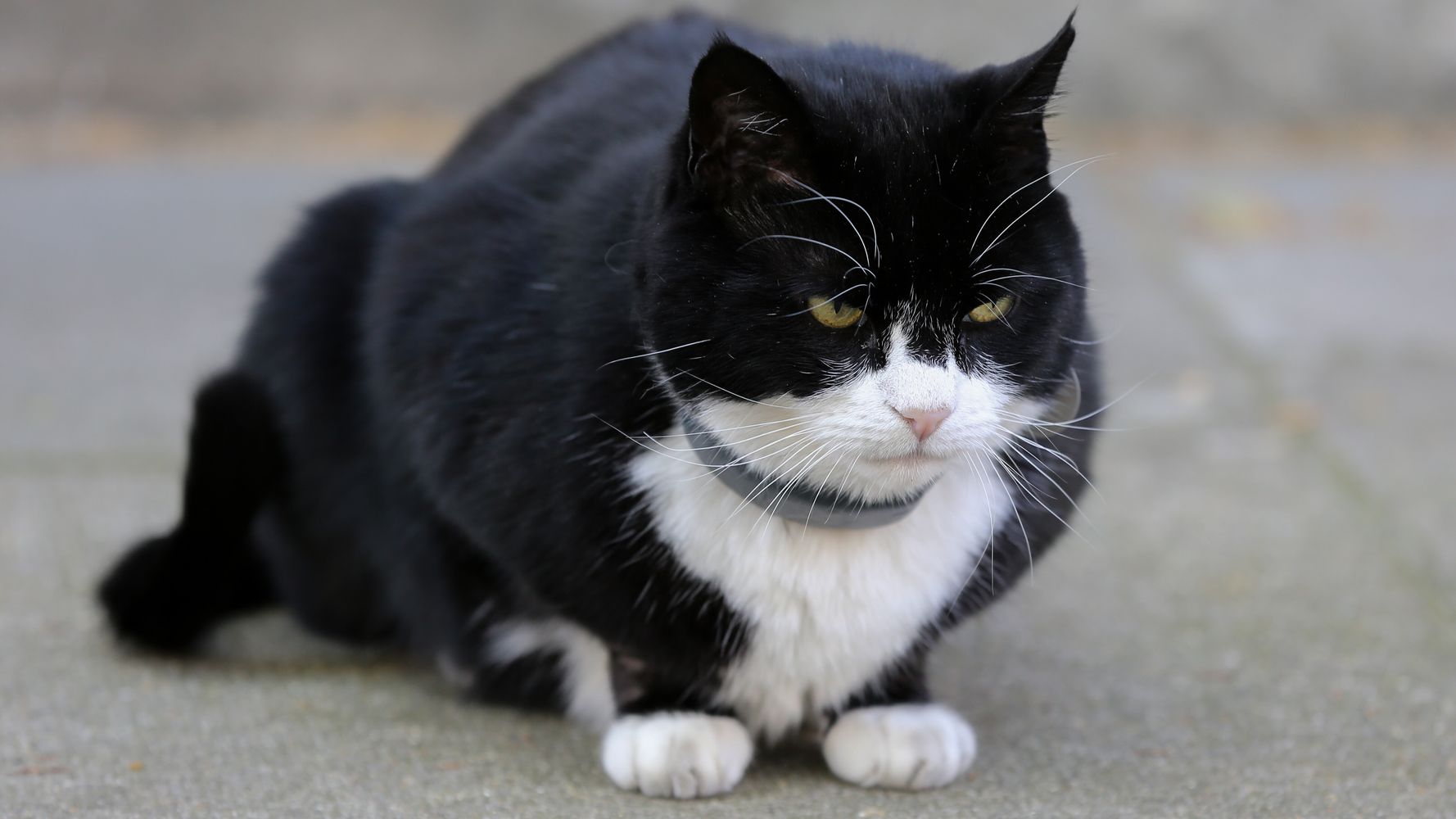 ネズミ捕獲長 猫のパーマストンが イギリス外務省を引退 フォロワー10万人以上の人気者 画像 ハフポスト