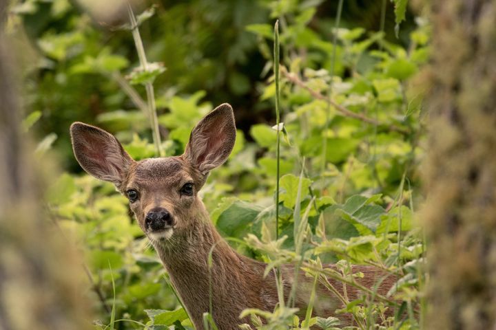 Wildlife officials in California are warning of a viral outbreak among deer in the northern part of the state that's especially deadly to fawns.
