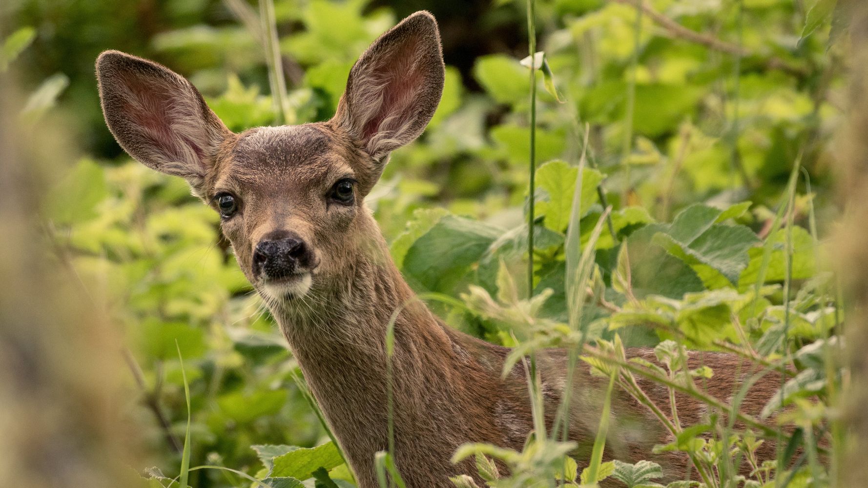California Deer Face Their Own Deadly Virus â€” And Social Distancing Could Help - HuffPost