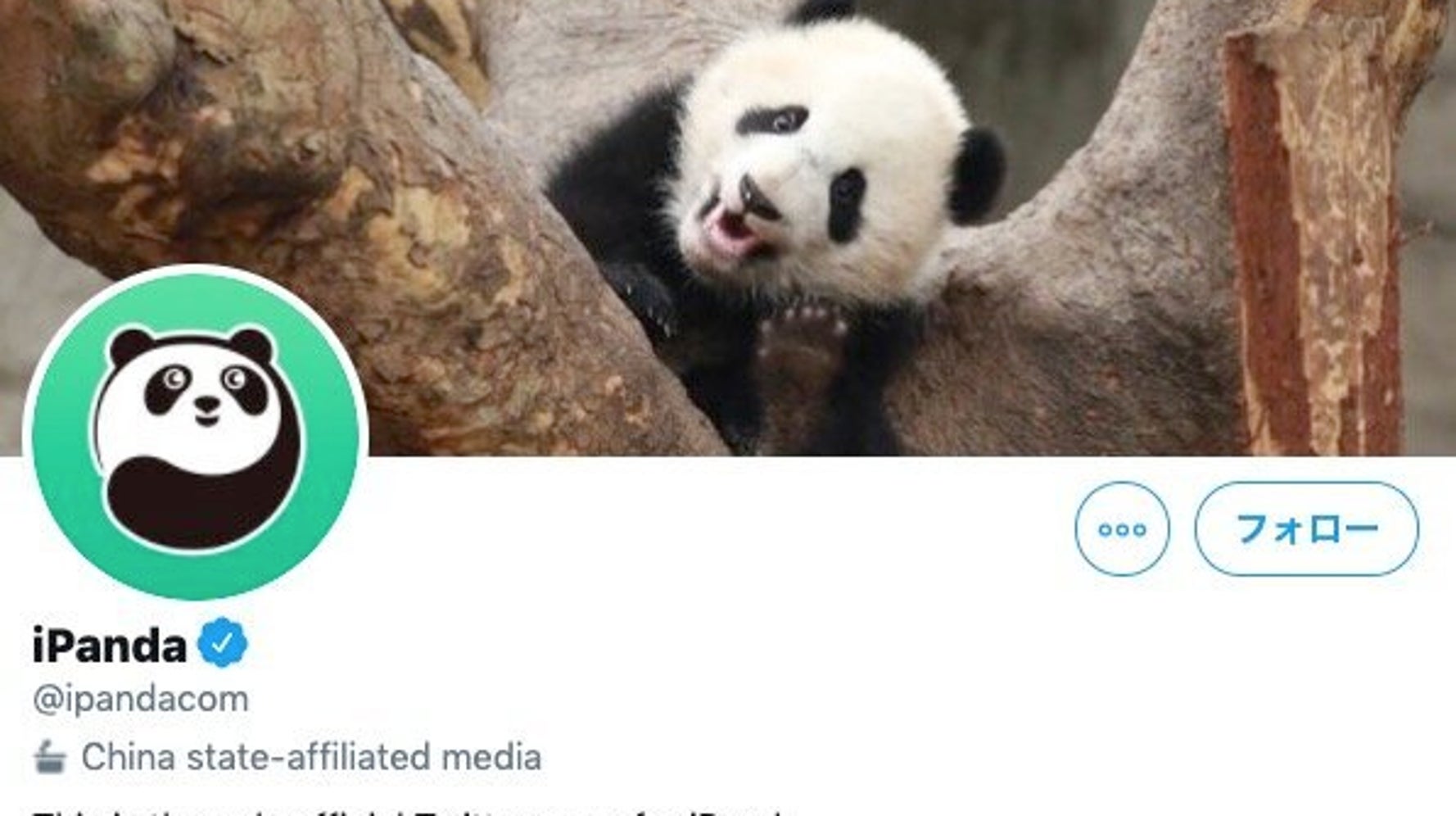 パンダは政治の道具?ツイッターが17万フォロワーのパンダ動画