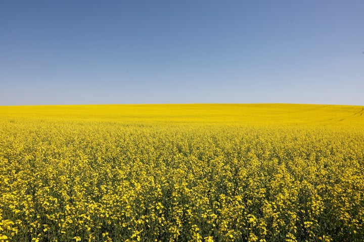 Canadian canola fields are seen in full bloom in Alberta on July 23, 2019.