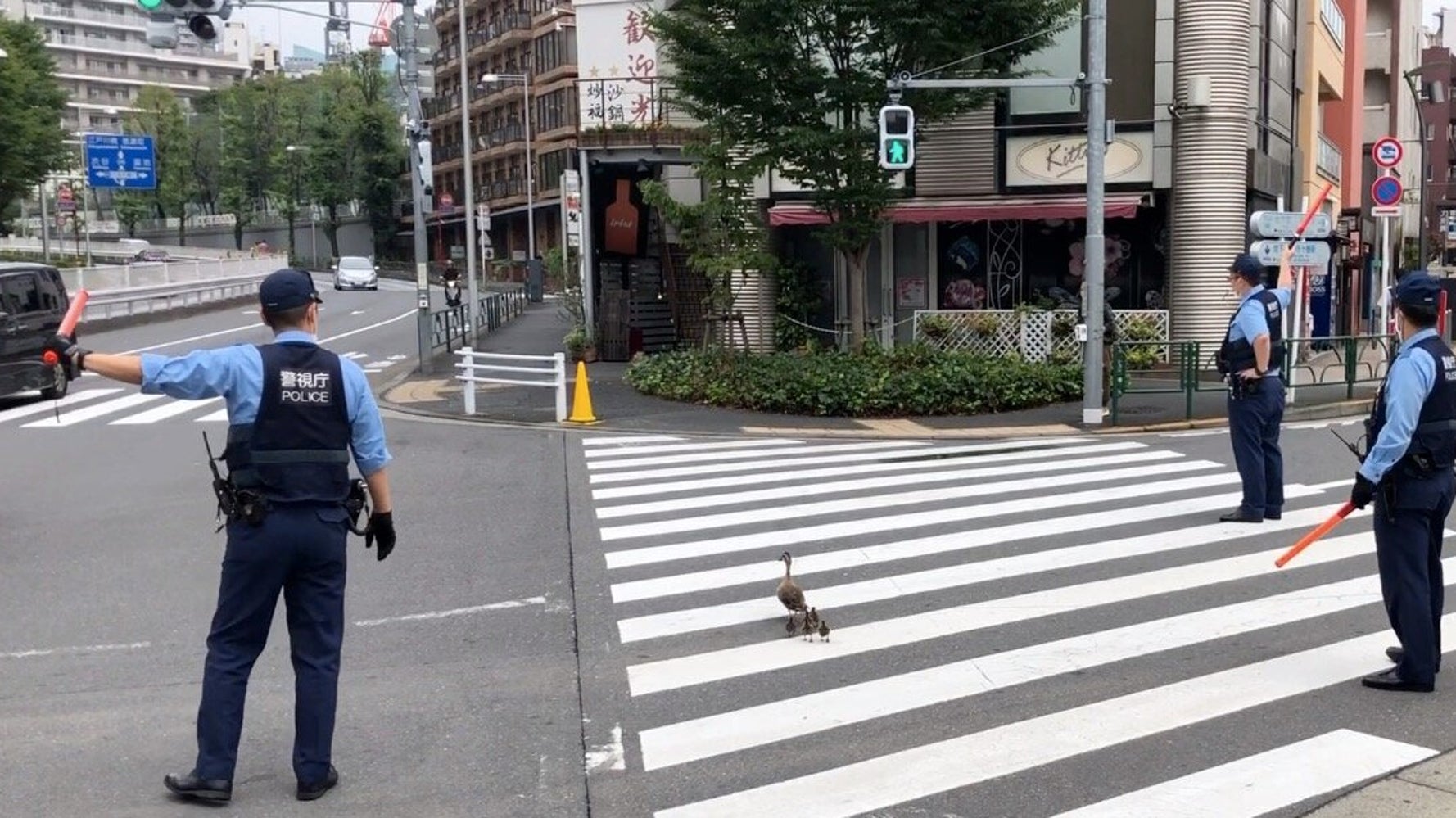 カルガモ親子 六本木でvip対応を受ける 道路横断で警察出動 ハフポスト News