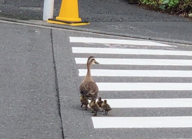 カルガモ親子 六本木でvip対応を受ける 道路横断で警察出動 ハフポスト