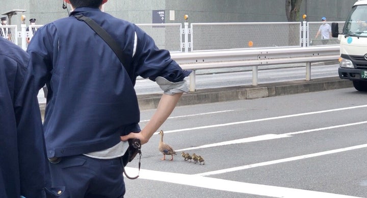 警察官らが見守る中、2つ目の交差点を渡り始めるカルガモ親子。池に近いショートカットを歩く= 2020年7月25日 