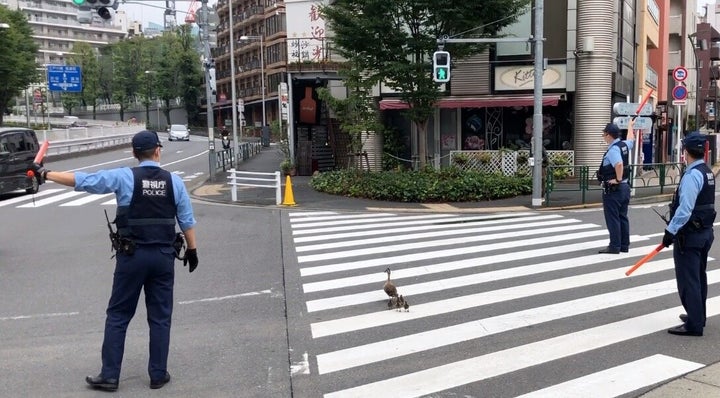 1本目の横断歩道を青信号で渡るカルガモ親子= 2020年7月25日 