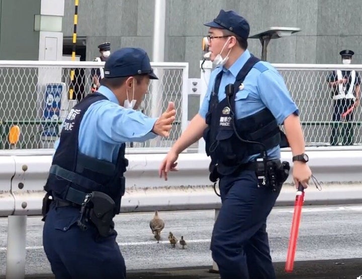 2本目の横断歩道で、カルガモ親子の横断のために交通整理をする警察官＝2020年7月20日、東京都港区 