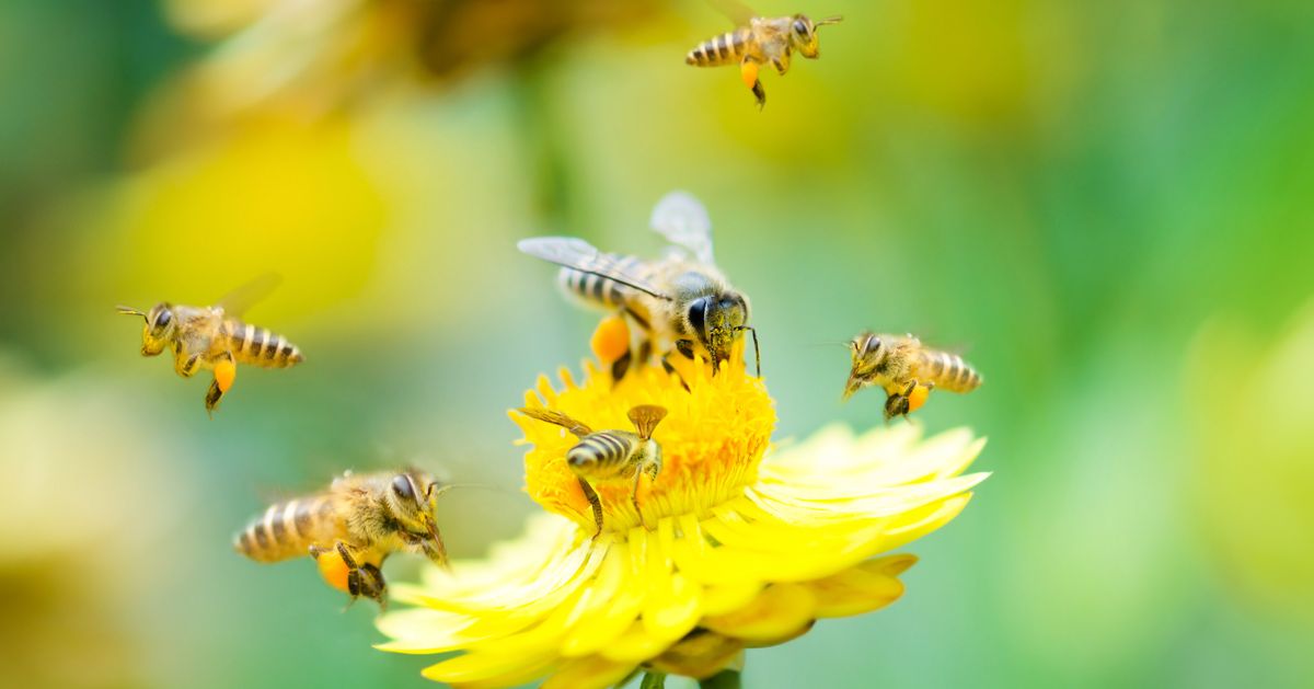 Время нектара. Пчела. Пчёлка на цветке. Лето пчелы. Пчелы на цветах.