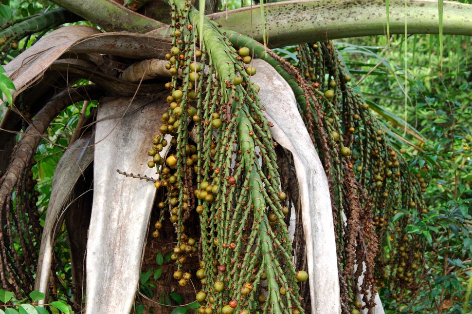 The moriche palm growing in the Amazon river basin in Brazil. Buriti oil from the fruit of the palm sells for as much as