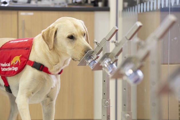 Storm the Covid-19 detection dog sniffs a sample in the training centre.