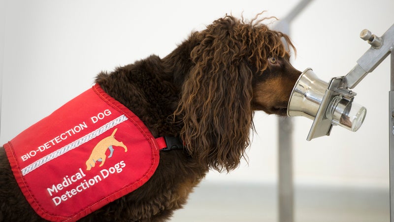 Detect Dog Detection dog