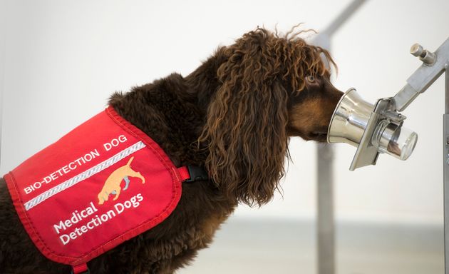 These Incredible Dogs Are Being Trained To Sniff Out Covid-19