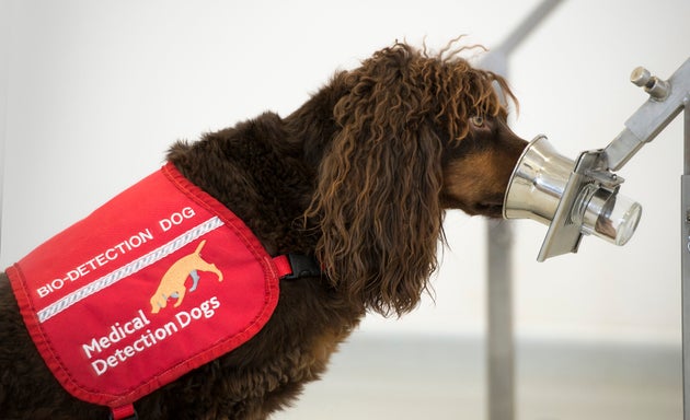 Asher the spaniel sniffs a sample in the training centre.