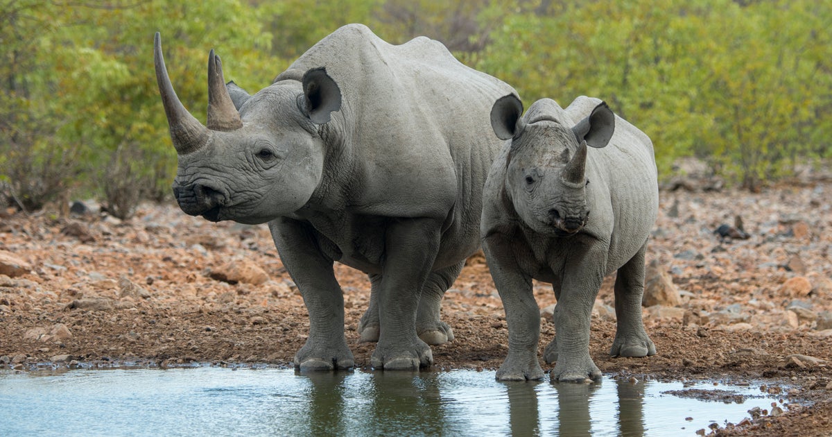 The World Is Failing To Stop Extinctions. These Scientists Have A Plan ...