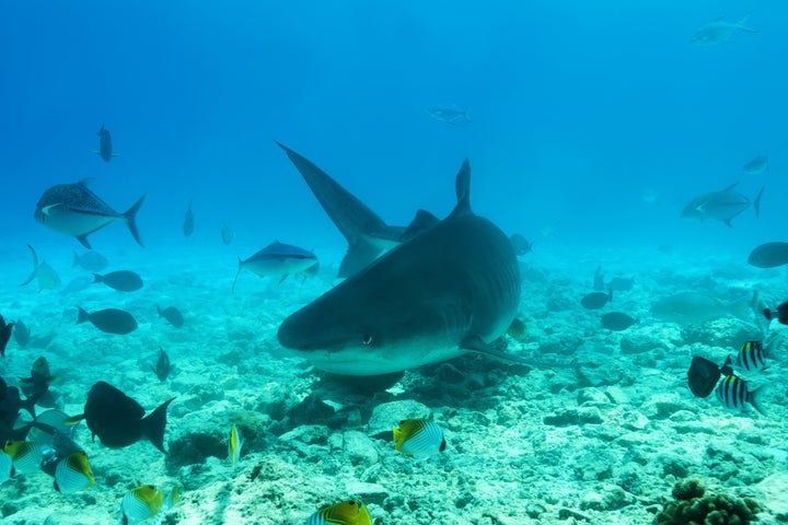 Scientists just declared sharks “functionally extinct” from 1 in 5 coral reefs.