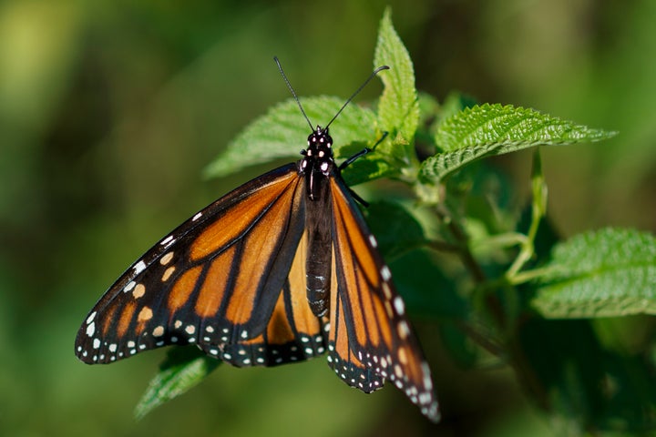 Monarch butterflies face a number of threats to survival, from habitat destruction to climate change. 