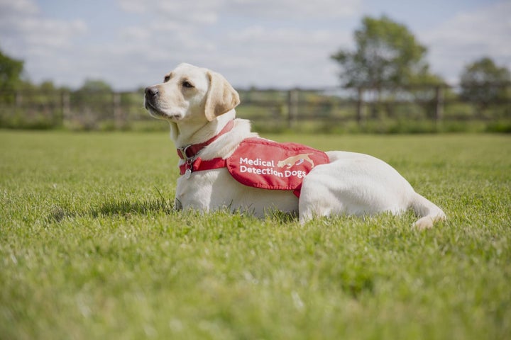 A medical detection dog.