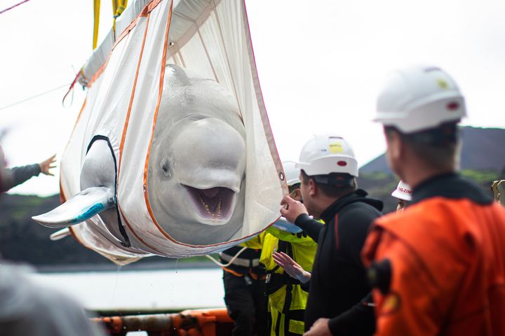 Little Grey being moved in a sling from a tugboat during transfer to the "care pool" where she and Little White will acclimatize to the sea sanctuary.