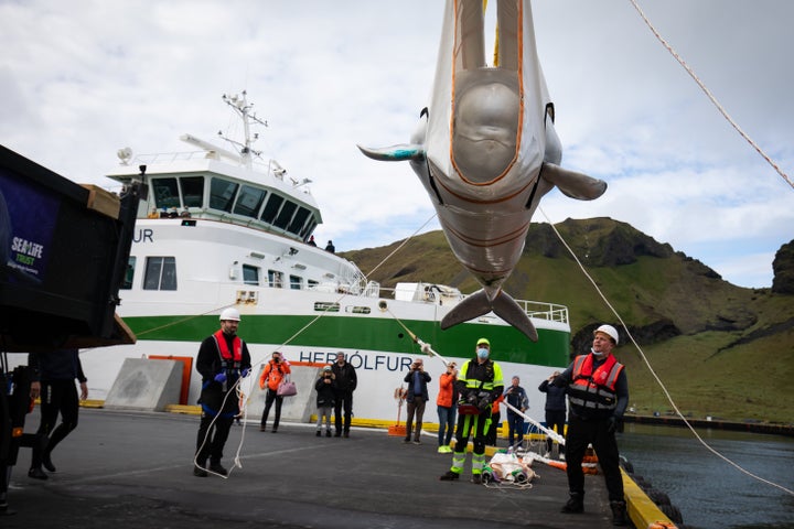 The Sea Life Trust team moving Little Grey from a truck to a tugboat.