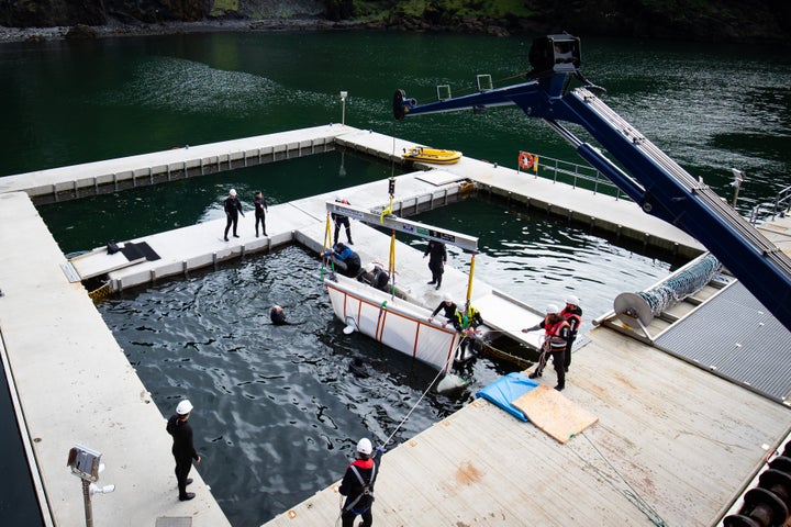 Little White and Little Grey being moved to the "care pool" within the wider sanctuary, where they will remain until experts deem them ready. 