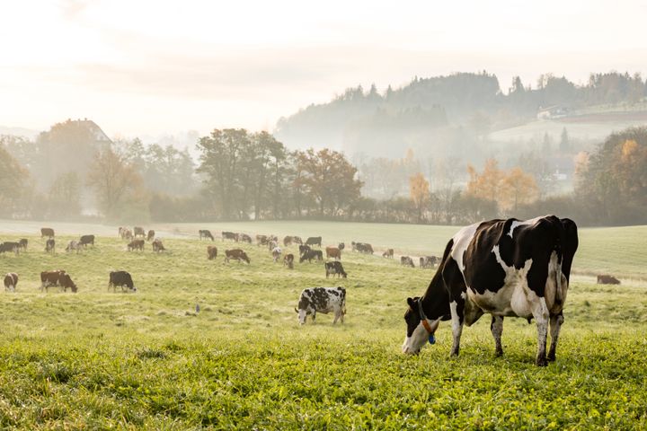 Des vaches Holstein broutent. Si l’élevage, en particulier la viande bovine, et la pêche étaient réduits de moitié, nous améliorerions grandement tous nos indicateurs environnementaux.