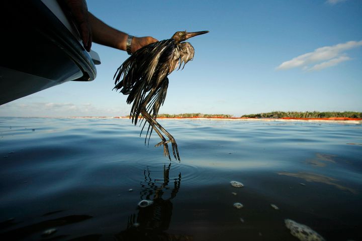 A heavily oiled bird from the waters of Barataria Bay, Louisiana, in June 2010. The Trump administration in 2017 ended criminal penalties imposed under the Migratory Bird Treaty Act to pressure companies into taking measures to prevent unintentional bird deaths.