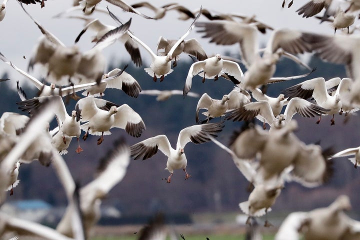 Snow geese land in a farm field at their winter grounds in the Skagit Valley near Conway, Wash. More than 50,000 of the birds flock annually to the valley, after migrating from the Arctic tundra. The birds are up to 33 inches tall with a wingspan of over four feet.