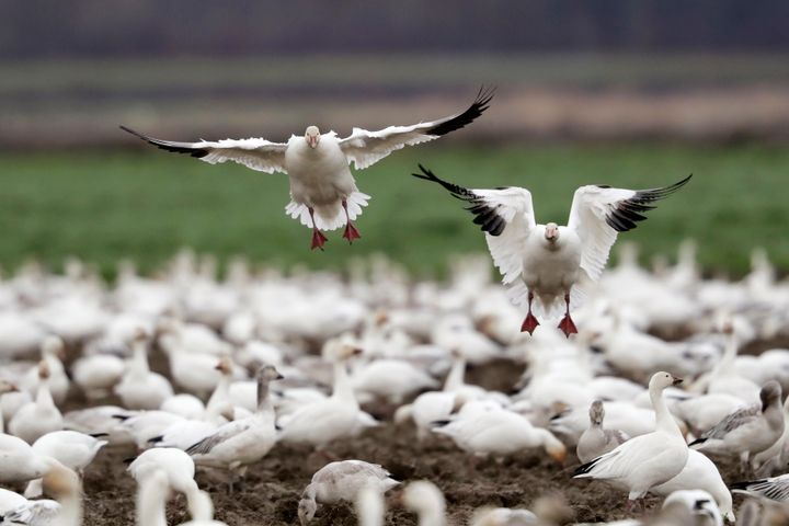 A pair of snow geese land among others on a farm field at their winter grounds near Conway, Washington, in 2019. More than 50,000 of the birds flock annually to the valley, after migrating from the Arctic tundra.