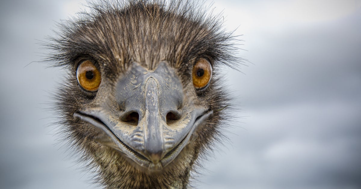 Runaway Emu Goes On The Lam In New Jersey | HuffPost Weird News
