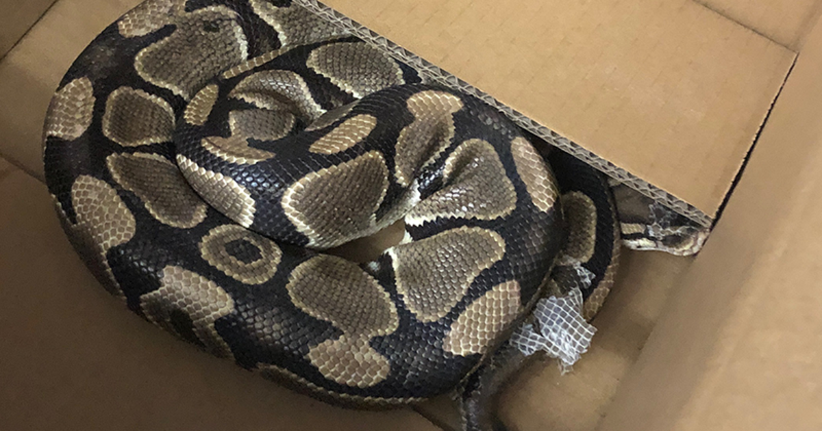 Victoria, B.C. Python Found After Six-Week Wild Snake Chase | HuffPost News