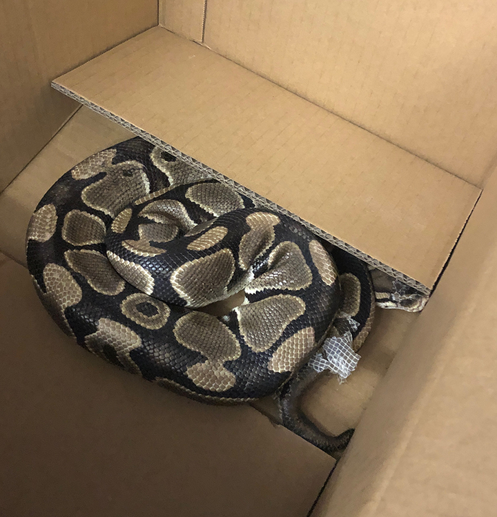 This 1.4-metre-long ball python was on the run in Victoria, B.C. for six weeks.