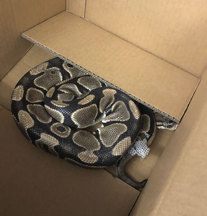 This 1.4-metre-long ball python was on the run in Victoria, B.C. for six weeks. 