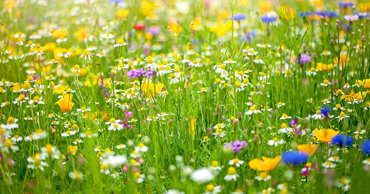 Wildflower Meadows Are Saving The Bees, And Making Us Feel Great Too ...